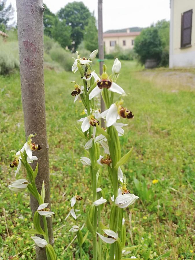 Valle Del Poggio Nocera Umbra Extérieur photo